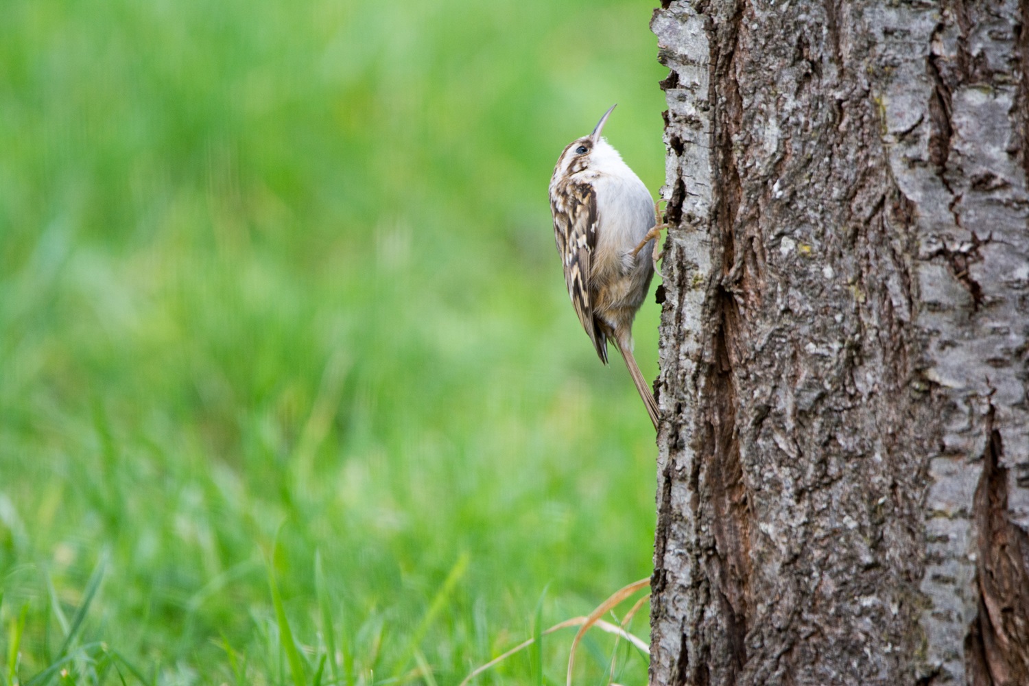 WILDLIFEGARDEN DecoBird Grimpereau Des Jardins - Oiseau De Jardin Réaliste En Bois